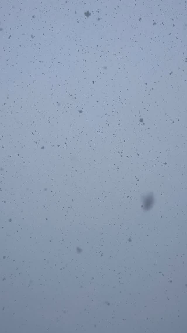 First pow day of the season @snowbird ✅