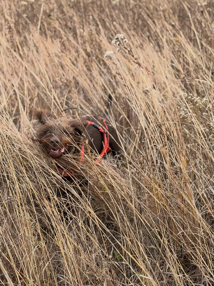 In his happy place ❤️🐾