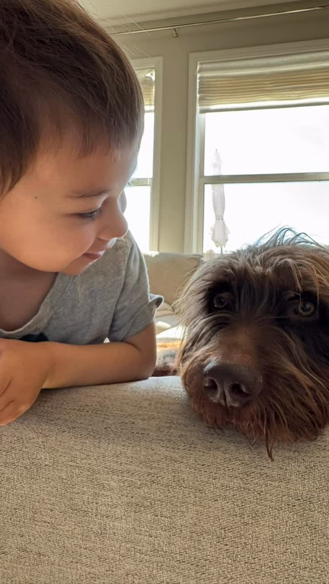 Happy birthday to @higgsthepudelpointer! We love you very much.