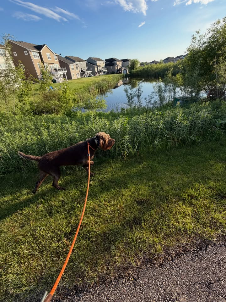 This might be his most stylish point ever. Too bad it’s on a baby bunny and not a nice rooster. Not bad for a #uglydog @sportdoglog