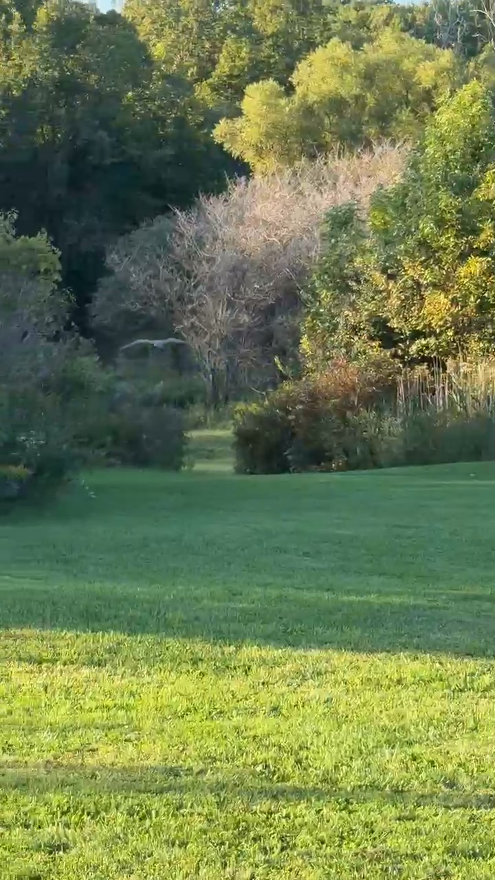 It was a beautiful evening near dusk when this Great Horned Owl was released this week. The young bird was admitted with  extreme emaciation 
Thank you to the two families adjacent to one another, the Somes and the Devos for offering a place to release that included 200 acres, a wetland with prairie grass habitat , acreage of a massive  Carolinia forest that stretches beyond their own properties and a creek running through it. 
Also thanking The Owl Foundation for assisting this bird with live bird training before its release ,Lisa Gee for picking up the bird from TOF and bringing it back home and Tammy Blonde as the original rescuer. It takes a community to 
Help RESCUE , REHABILITATE and RELEASE! 
Dagmar Joosten 
 Linn Eves