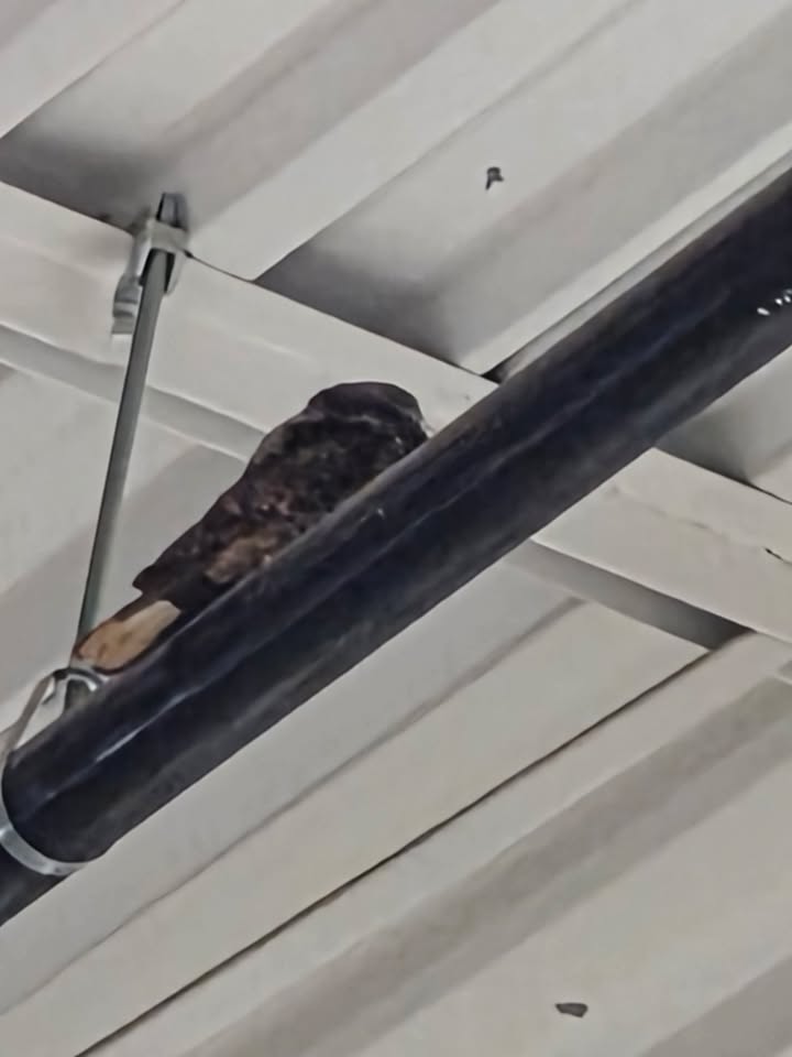 Emergency!! NEEDED IMMEDIATELY . Night Hawk has been caught!!
I need a driver that can go now to Hobbitstee Wildlife centre with a Night Hawk that has taken us many attempts to catch over  10 days from Canadian Tire Sarnia. 
Please call 519-466-2443 if you can pick up from BCRR and deliver to Hobbitstee Wildlife Refuge .