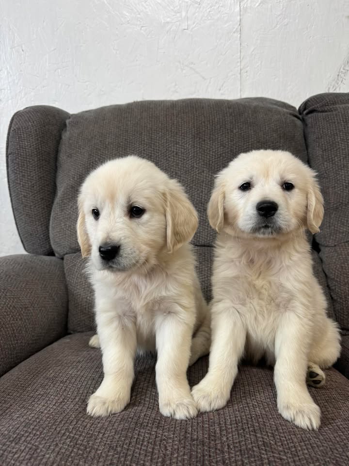 Hello everyone!  We are patiently waiting to meet forever families!