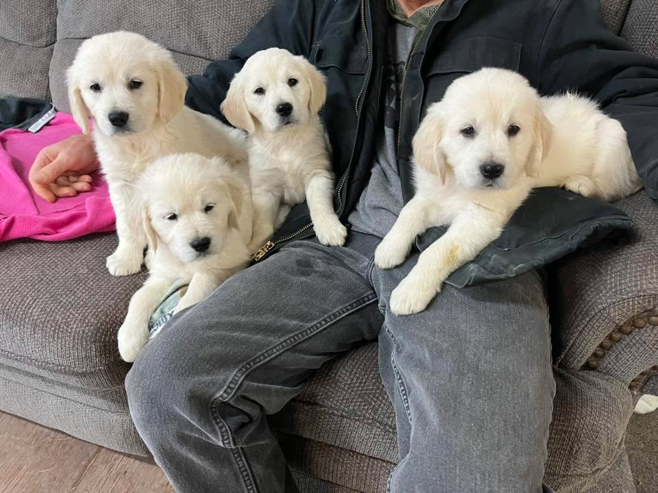 Just another Saturday with puppy snuggles