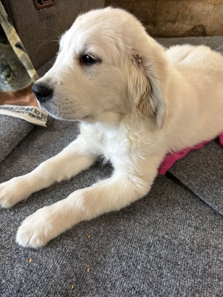 Edit:  Happy Valentines!  This lovely girl stole a family’s heart today!