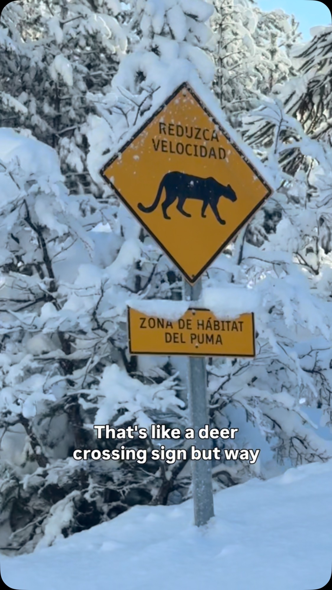 Signs in #chile #11 is it a dog or a cat? Or a #puma #dontfollowcal