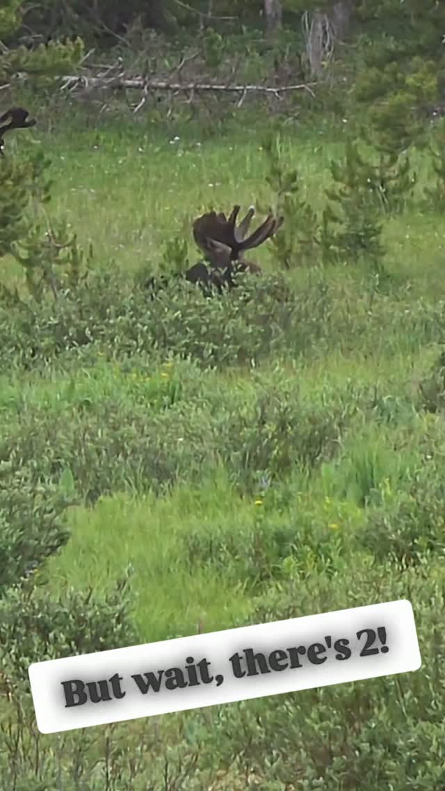 It just don't get any better than this! 2 more bull moose just out there lounging around in the afternoon sun together. 

#mooseontheloose 
#moosethings 
#natureisneat