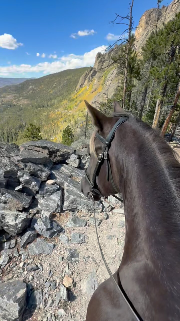 Fall beauty 🍂 This trail was not for the faint of heart, it was equally as intense as it was breathtaking.  Cowboy is an amazing horse 💛
.
#CowboyTheHorse #RockyMountainHorse #LeafPeeping #Colorado