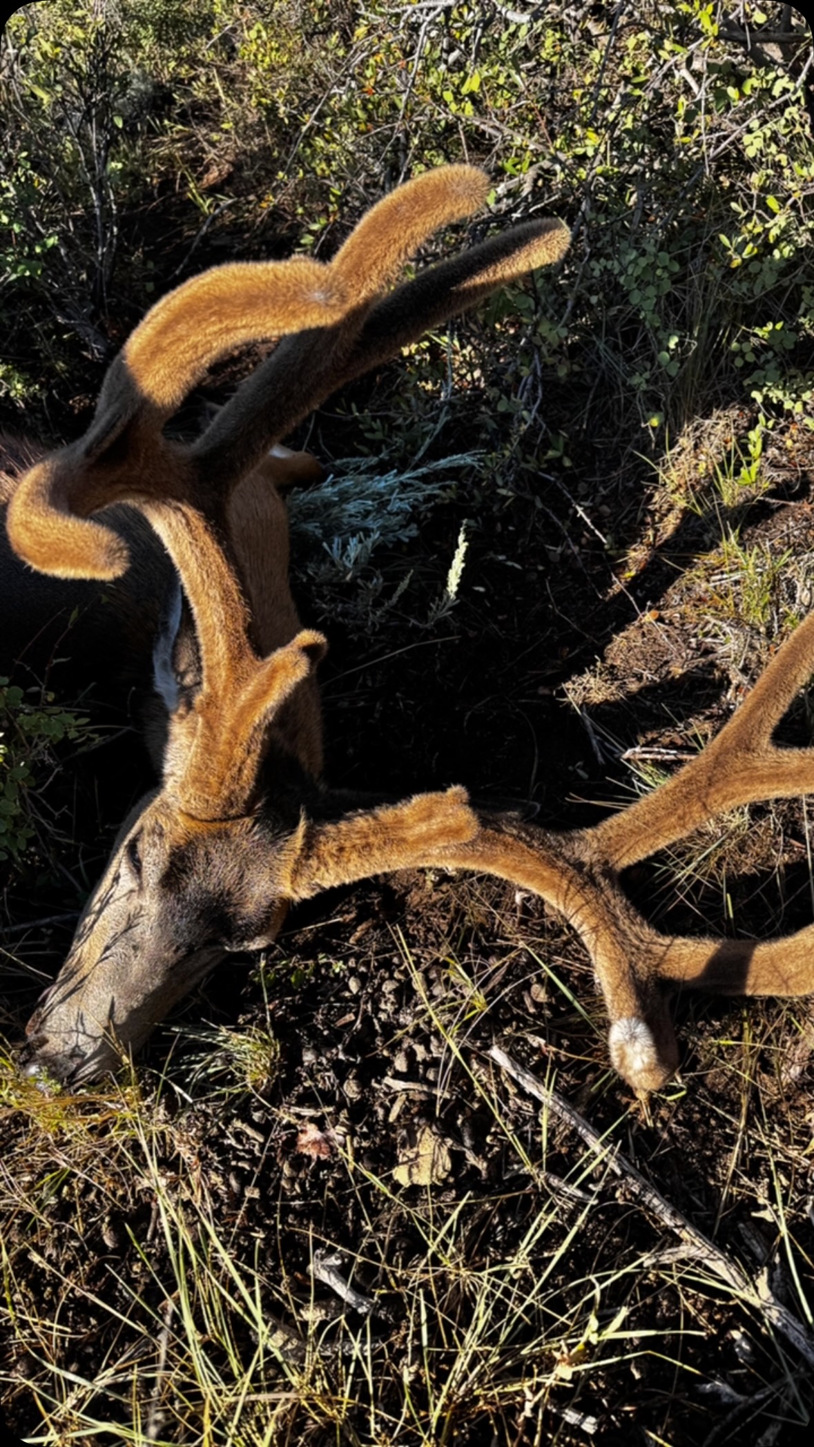 Goals accomplished. Hunt with the kids. Get a 180+. Scouted over the summer, this was the target buck. Things worked out and we made it happen. Pretty stoked it all came together for once. The kids named him Blade for his bladed out eye guards