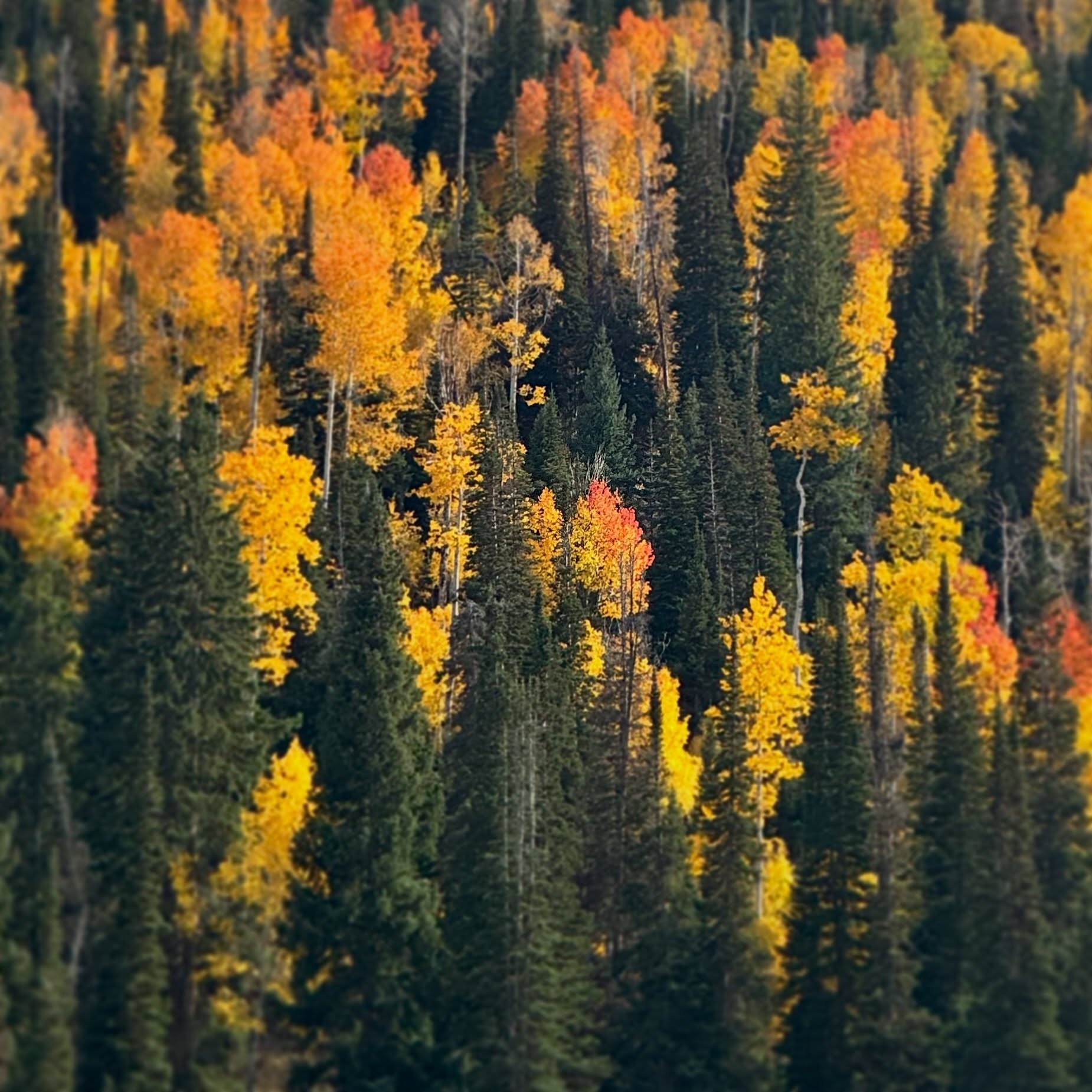 Still neat out there. #getoutside #findyourhaven #fall #utah #mtb