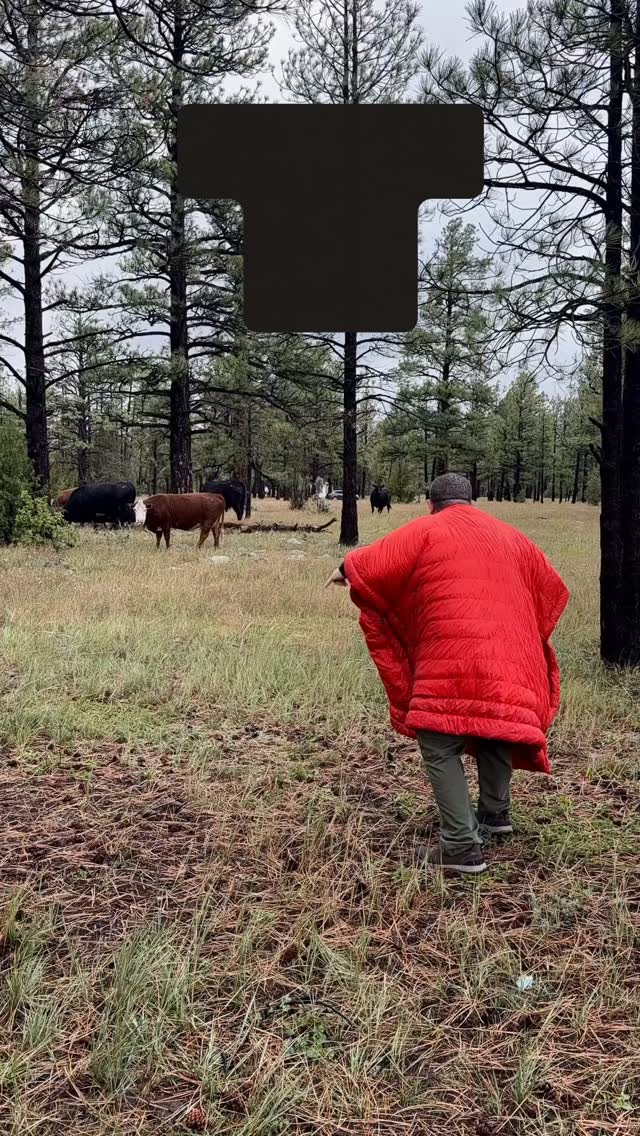 It’s an either a Kammok thing or something. When warm and comfy you do some funny things. Me and the cows had a stare down. 

I will say with the heavy rain and all this felt dry on the inside and the texture didn’t change to a wet nasty feeling of some of my other gear. To think this same poncho turns into a camp blanket, sleeping bag under quilt and more. 

If your #autistic check this out as a #sensory idea. This is amazing and love it. 

@kammok #ad #cow #camping