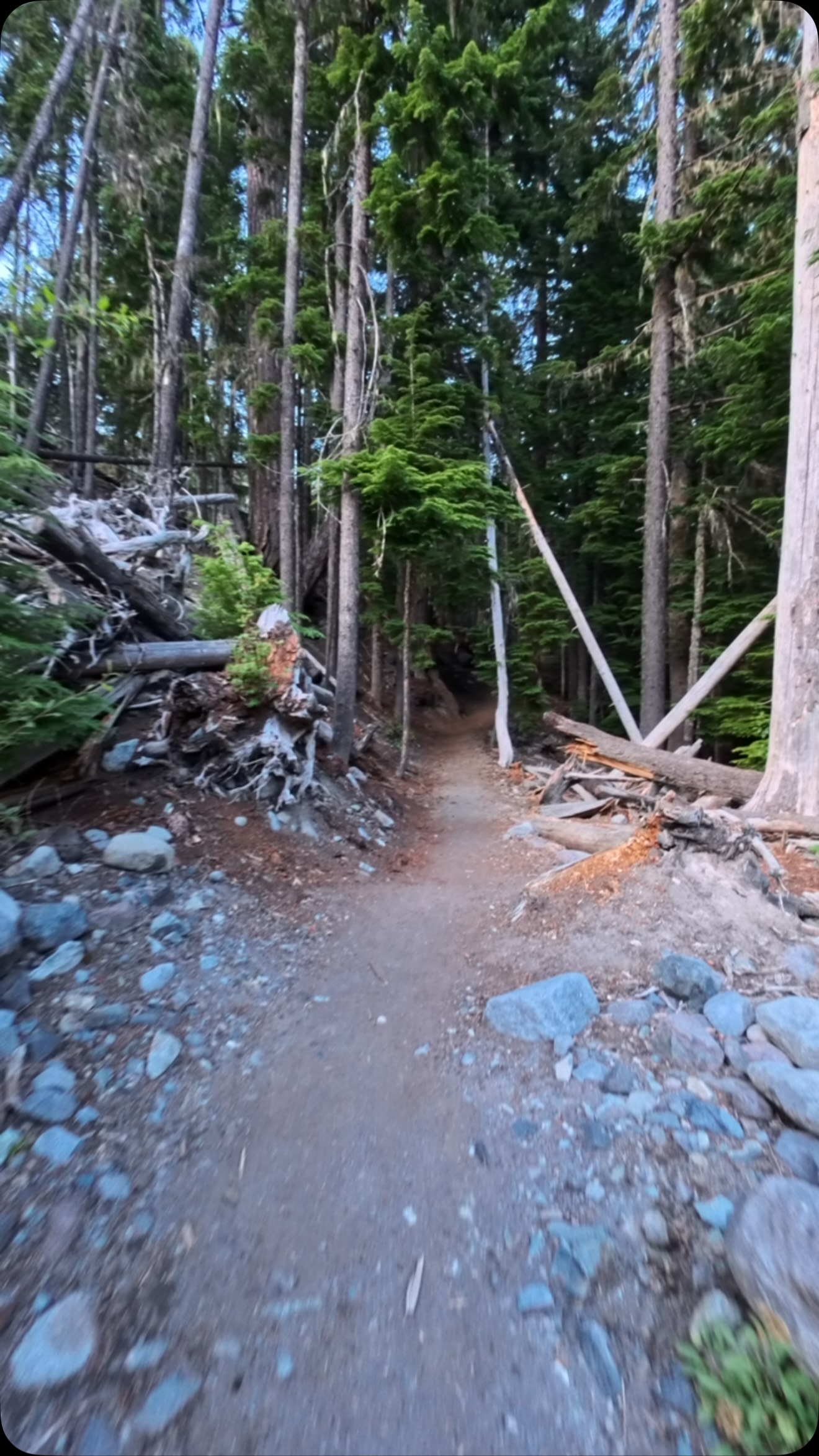 Nature heals you. 

#pnw #pnwlife #hike #explore #trail 

@mountrainiernps