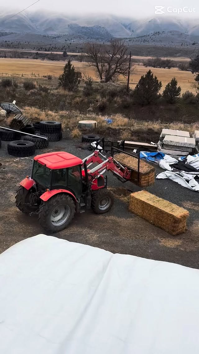 Cold morning for taking the tarps off of a stack of hay, but I guess the cows gotta eat #eatbeef #thewestwasntwononsalad