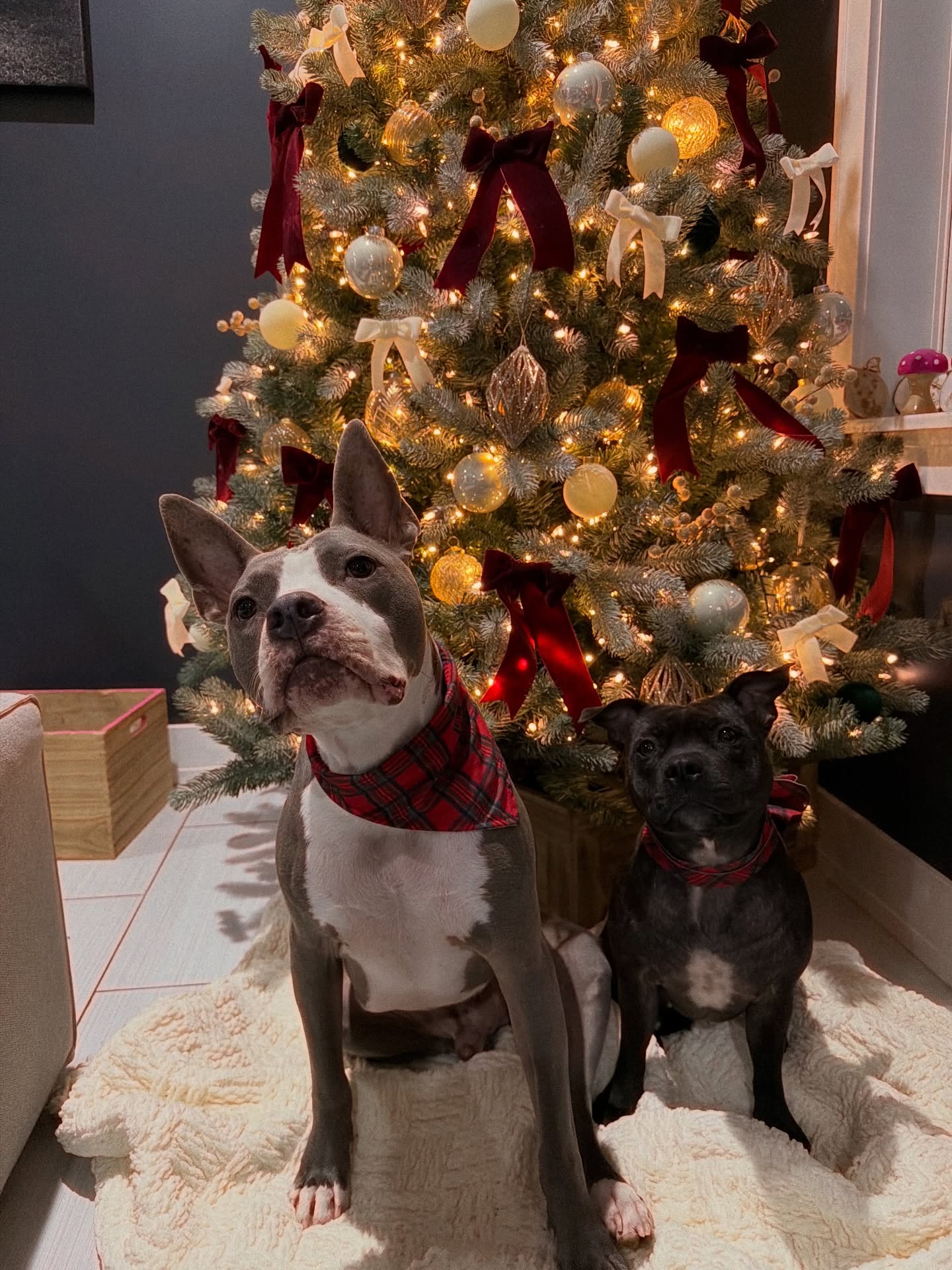 Merry Christmas 🎄