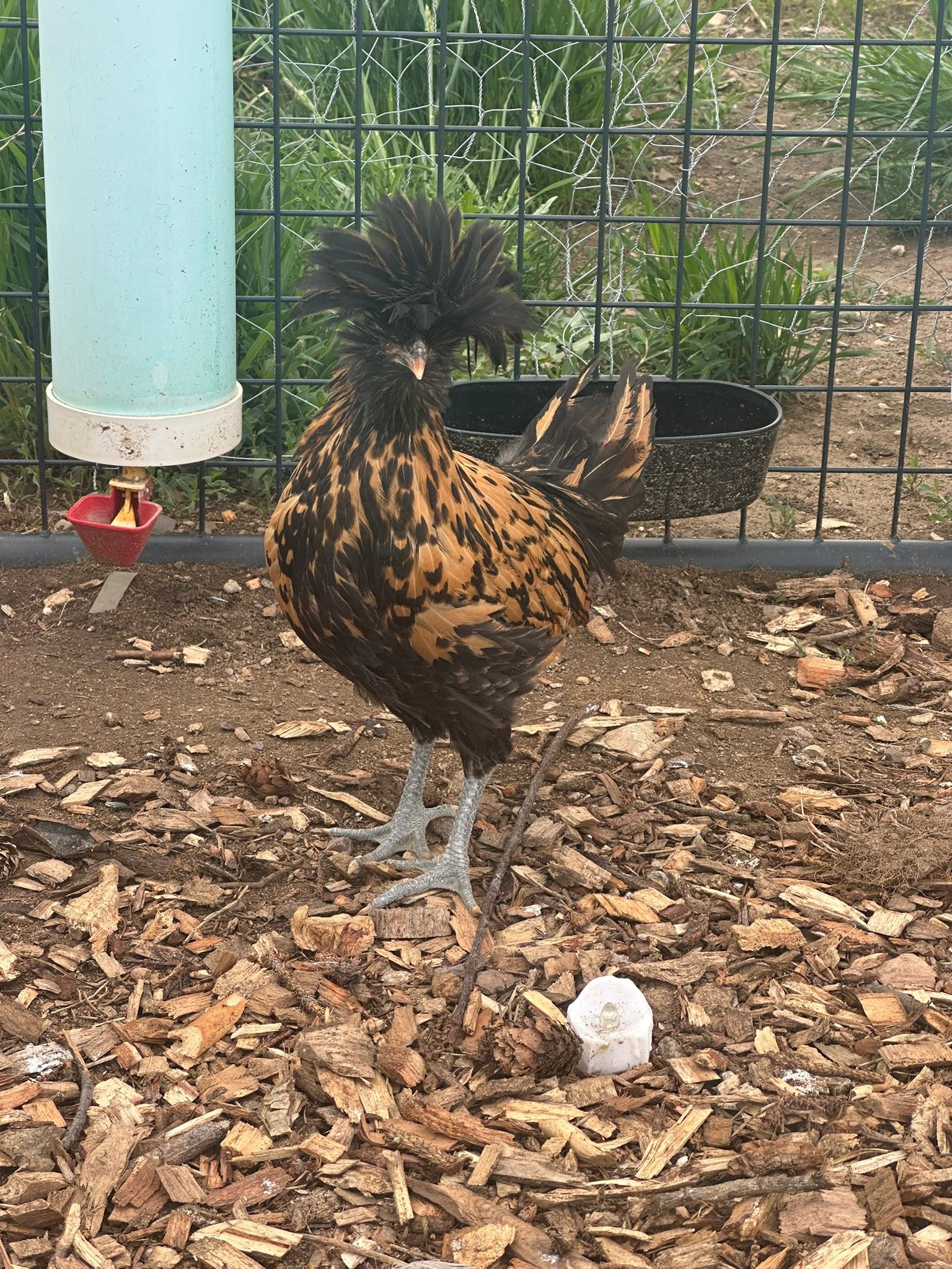 Anybody looking for some sweet roosters. 
Elvis
Ozzy
Slash
Eddy

My rockstars.

Have 3 younger ones I haven’t named yet, but they’re sweet too. Last pictures.