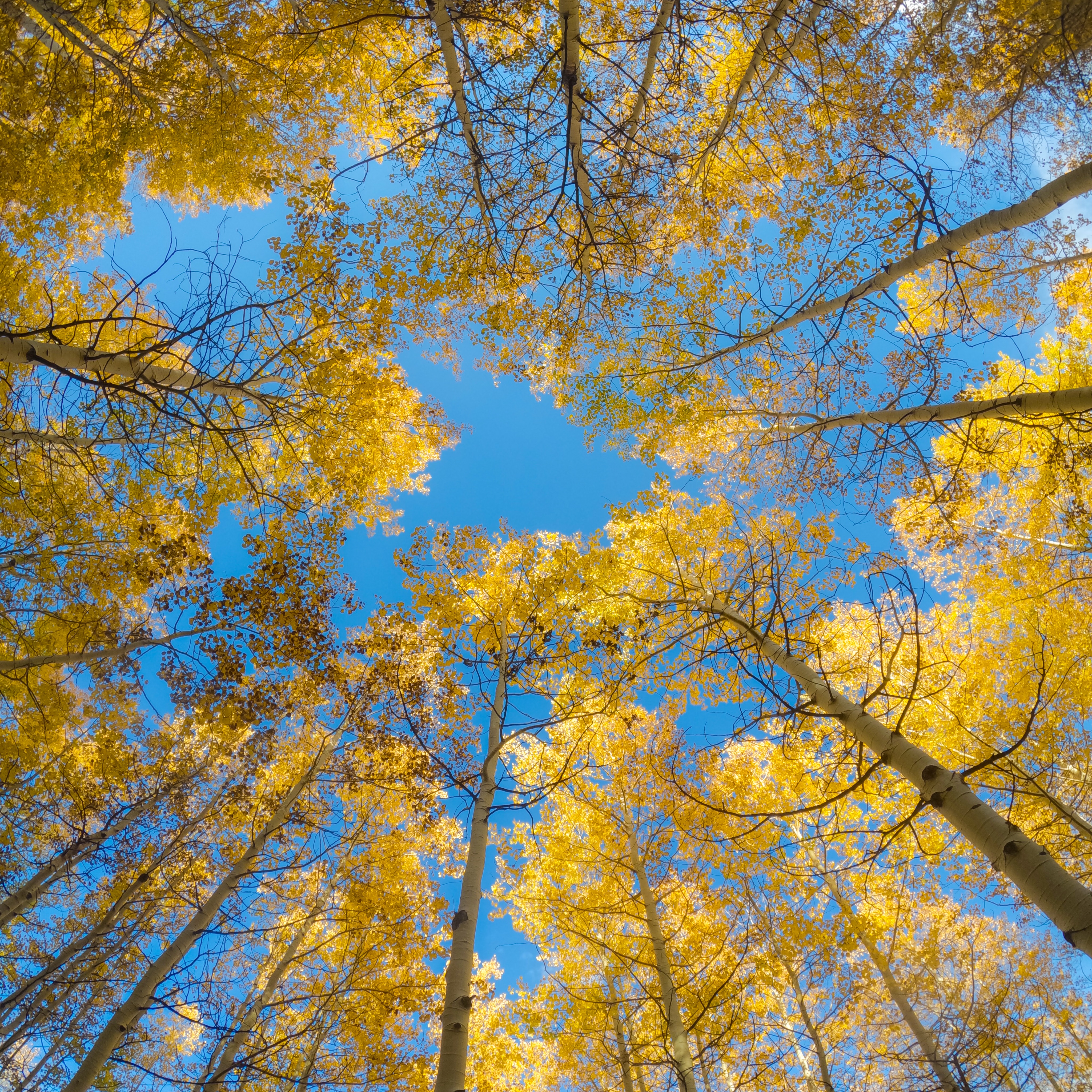 Autumn? Yes, please.

Thank you.