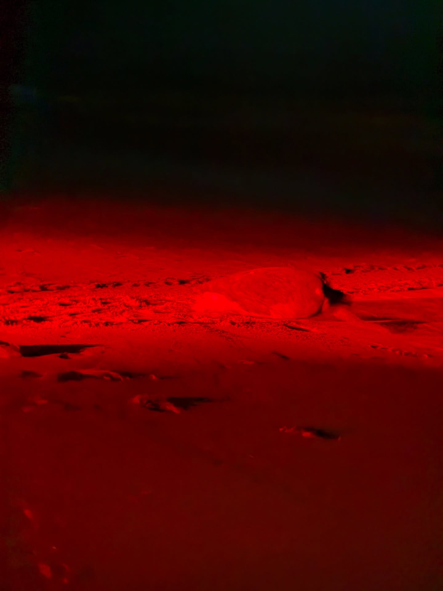 Last night we had the honour of getting to see sea turtles come up to lay their eggs. 2 decided it wasn’t time and returned. But one had started,you have to sit and wait and be quite, they use red lights to not disturb them and once they start the enter a trance-like state and lays her clutch (50-200 eggs) into the chamber, often in batches. They also located a baby turtle in an empty nest where mini had not made it, but a lot had made it to see already. He was very tired and they told us that he was likely not gonna make it so they dug a little hole for him to rest and protect him, but after about an hour, he had the energy and we all cleared the path and cheered the little one on, yes I cried many times it was a beautiful experience and I am so thankful. Mother Nature is amazing