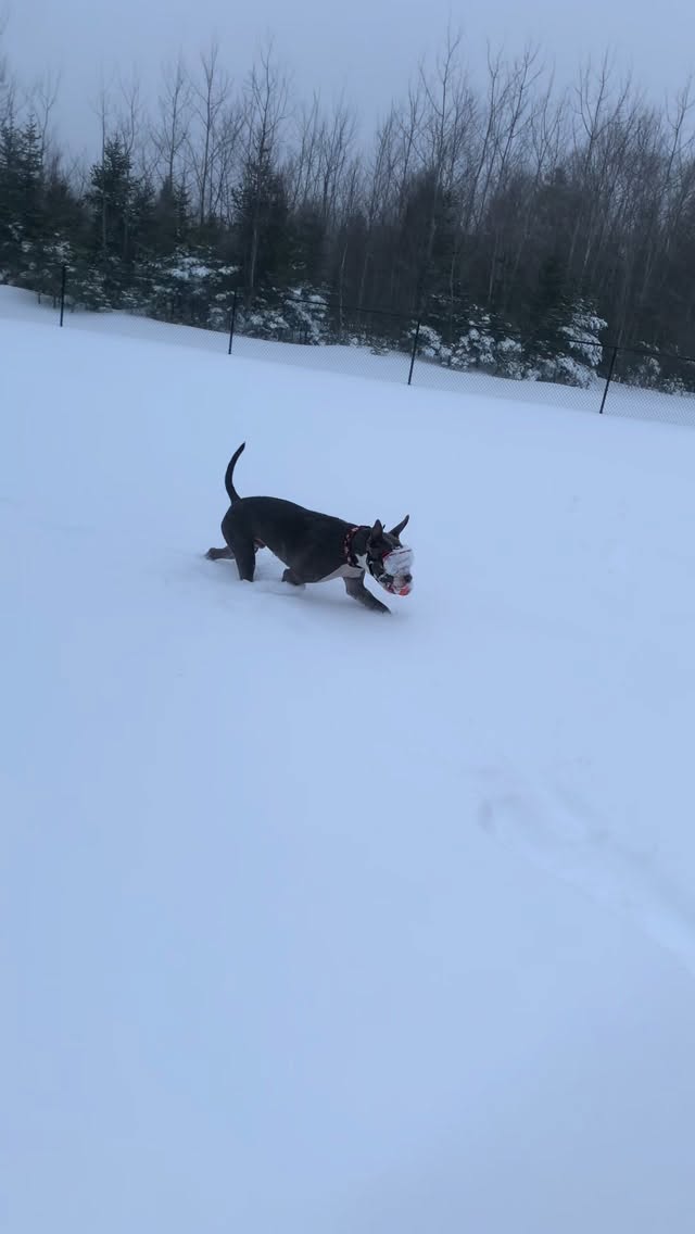 Eugene got new google for Christmas last year and he says he is stealing mine this year. If you sled or ski you should check them out too. I’ve tried 2 other major brands and with either long cords or big battery packs they can be a pain and you have to turn them on and off Not with @tempestoptics automatic on and long battery life #slaythefogcomp