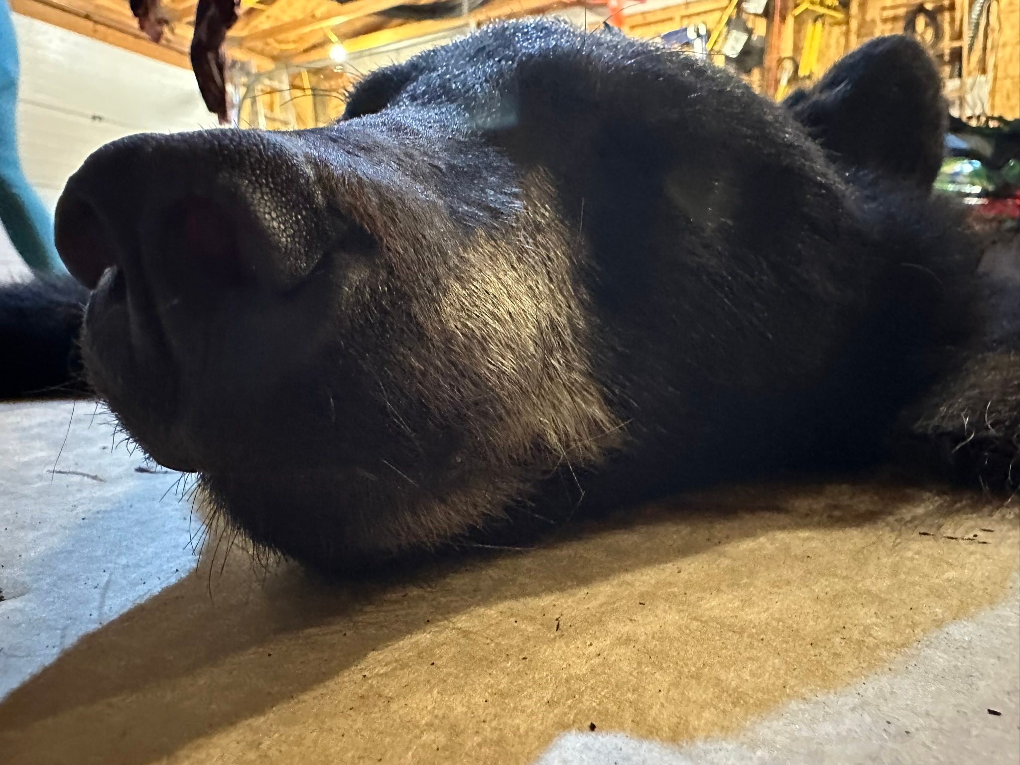 Warning graphic pictures and a very sad story.

So, I harvested a beautiful black bear and then wanted to have a rug made out of it. I used a Helena based business to tan and then make a rug. I wanted to use as much of the animal as I can. Yes I ate it too. This was my first and possibly only bear. 
I was told by the taxidermist that my bear would be done in March. So I patiently waited and then messaged him on his Facebook page where we had spoken before about the rug, and asked how it was going. No response. Then I messaged again a couple weeks later, no response. Then again, and again. Then I started calling with no answer, and even had my husband call with no answer. 
After panicking, I sent a text message stating I would notify a game warden and take him to small claims court for my bear. This is at the end of April. I got a phone call within 10 minutes. He proceeded to tell me a sob story about some family issues and he was sorry. He’d have it done in a couple weeks. 
Fast forward to when I am told I can pick up my bear. I show up and he starts the conversation saying he has bad news. A freezer went out and the bears face began to fall. I didn’t understand that, but asked him to show me. He did and I am appalled at what that beautiful bear was turned in to. 
He did refund me a portion of what I paid, but now I am looking at a bear that wasn’t respected the way an animal should be. This was a living breathing being that I harvested to feed myself and to have in my home, and to take care of forever. That’s my responsibility. Take care of what you hunt. Now I look at this bear and want to cry. This might be the only bear I ever harvest and it is destroyed. 
I am only making this post so that others will use taxidermists that respect the animals better than what happened with this precious bear. 
Here is a before and after and a business card. Please beware of who you use. 
Please share to spread the word.
