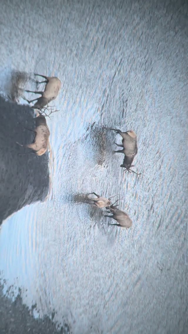It’s that time of the year. These bull elk were enjoying an evening down by the river talking trash. So cool to watch these guys until the sunset. Time to fill freezer. #elk #hunting