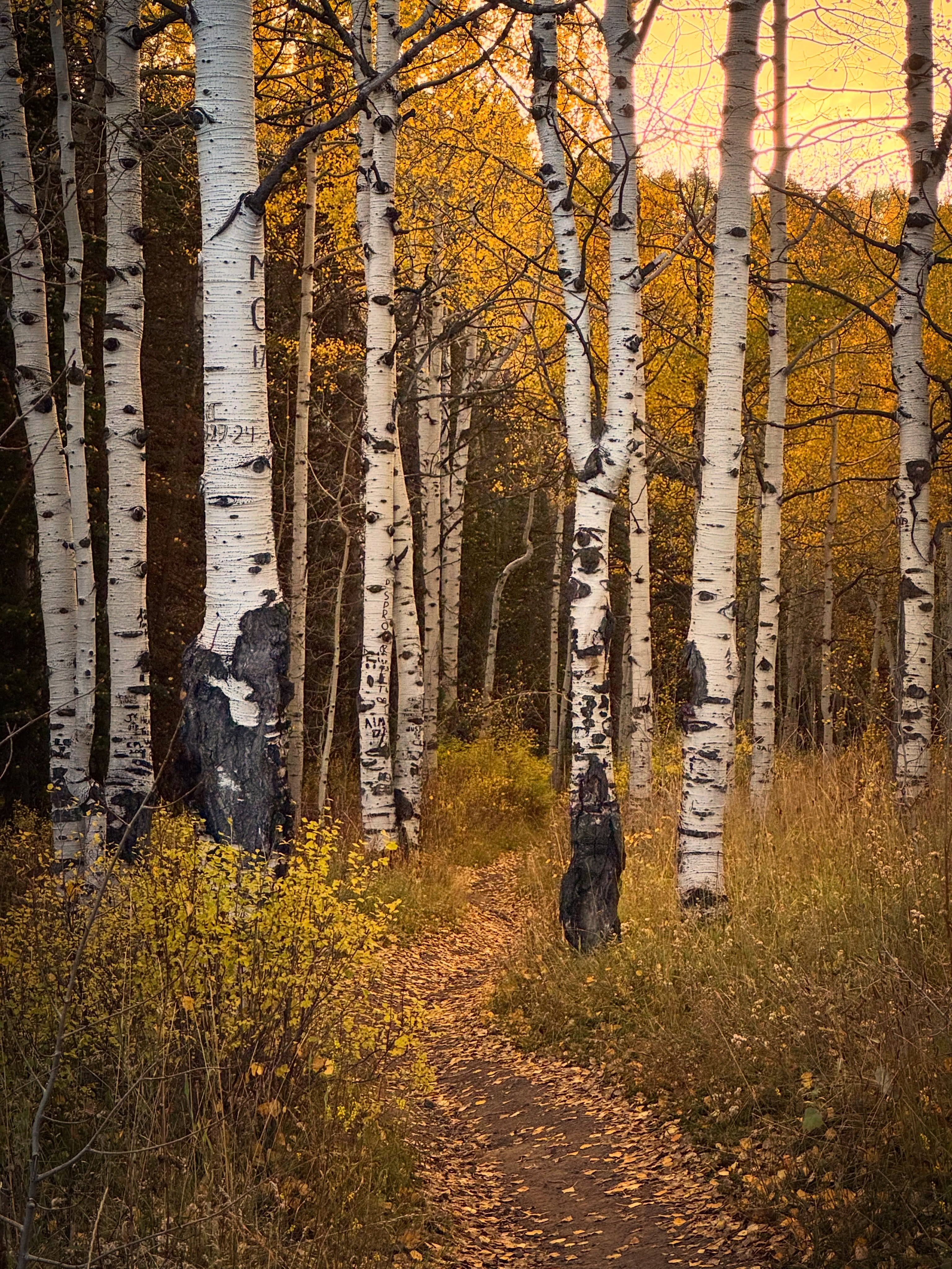 Hold on. #getoutside #findyourhaven #mtb #fall