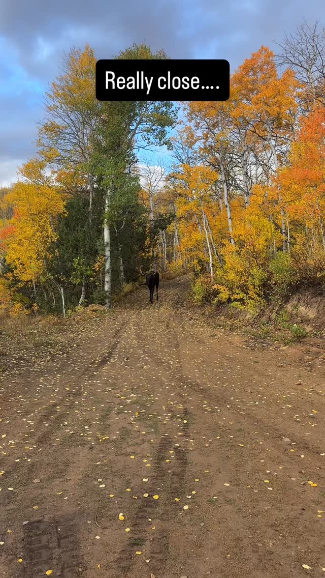 How close was that…..For a second there I wasn’t sure if he was going to charge me or not…moved behind the trailer to put some space between us.

I know moose can’t see all that well but Not sure what this bull moose was doing but probably in the rut and just didn’t give a damn.

#moose #bullmoose #wildlife #cabin #cabinlife