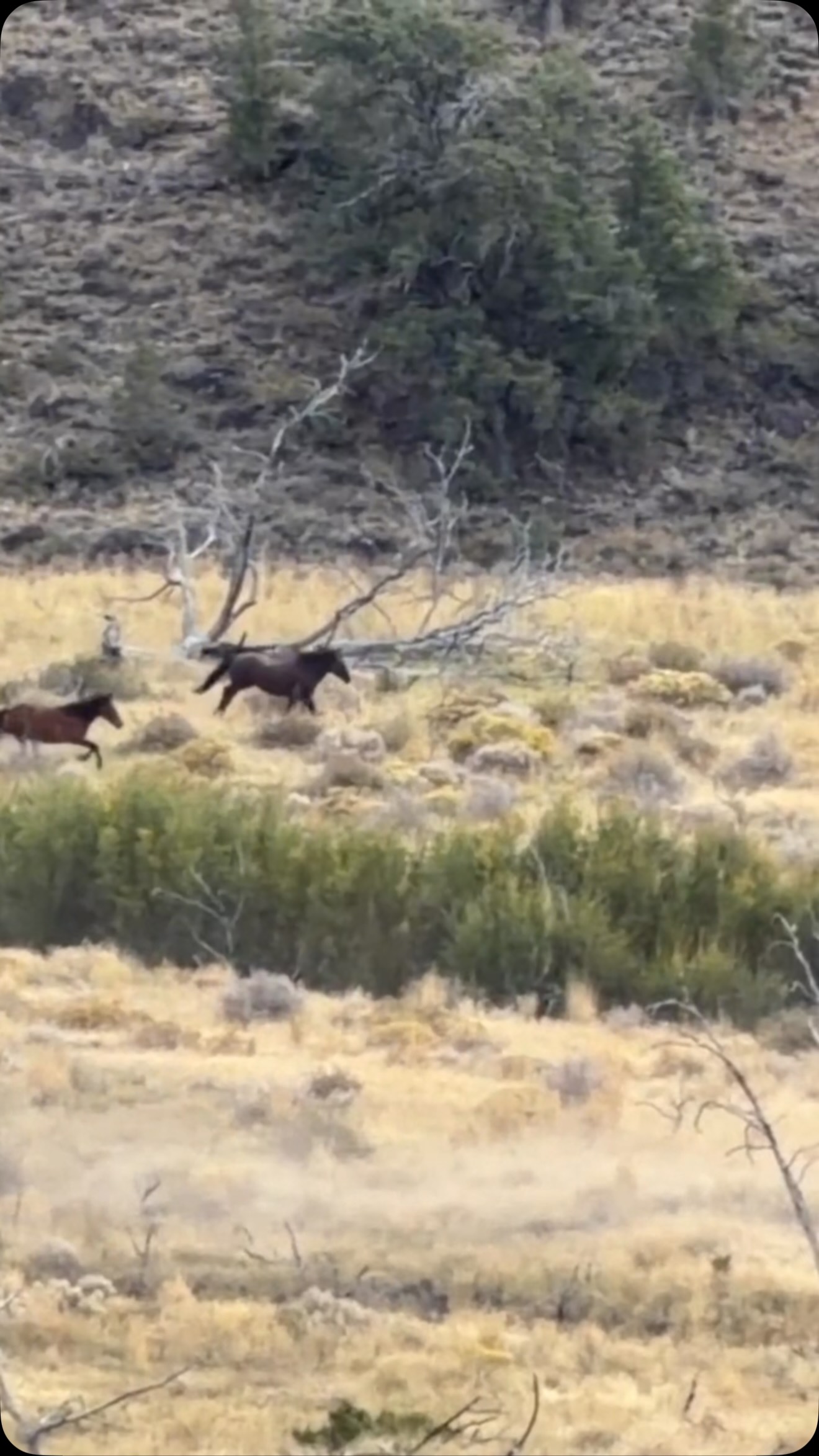Gunshots from nearby hunting sent the horses into  flight mode. They ran for well over a mile #horses #wildlife #nevada #escape #travelphotography
