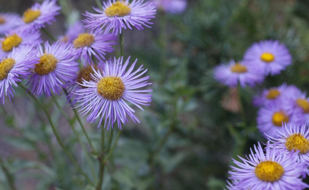 Aster this
Aster that