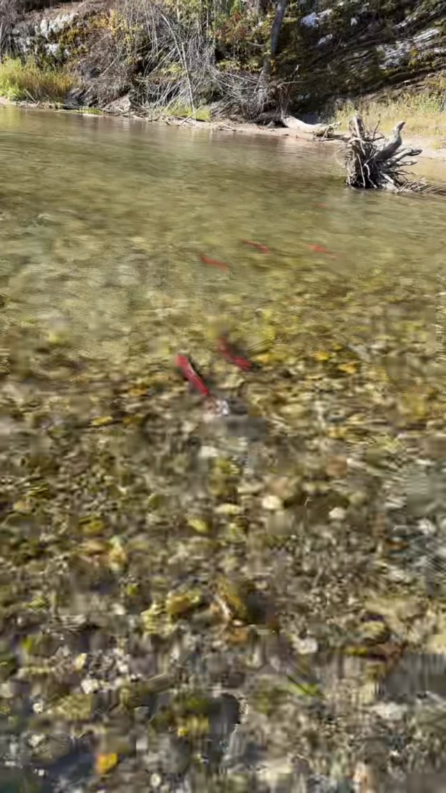 Catching trout on 3wt fiberglass during the salmon run!