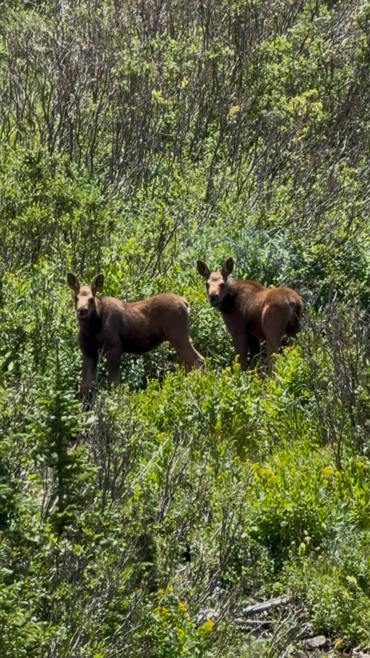 Thank you Jay for the invite to ride your trails!  Unfortunately Mother Moose had other ideas, so I had to take an alternate route.  I saw her babies, and knew she was probably right around the corner, and her and I were both sneaking around the same bunch of trees to see when we made eye contact at about 10 yards.  First time I’ve ever turned and ran from a moose, that was fun!  I walked back up a little bit to see if she had moved on, but she was right at the fenced entrance to the trail as if to say, ‘not today!’ Cowboy and I went up another trail which was equally as fantastic. Beautiful day! 🌸🌺🌻🌼🪻
.
#CowboyTheHorse #RockyMountainHorse