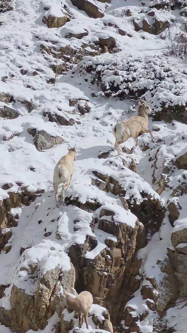 Mountain life.
#livelifewideopen 
#backcountry 
#mountainlife #bighornsheep