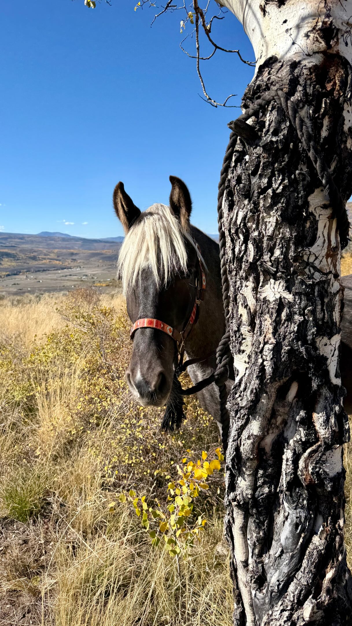Champ’s first trail ride! 💕🍂🤠
.
He did soooo good!  It’s so satisfying working with a new horse on another horse I started as a baby… brotherly antics aside, they both seemed to have a good time and enjoy the ride ❤️ (Champ is 1 1/2 years old now, and almost taller than Cowboy!)
.
#CowboyTheHorse  #ChampTheHorse #RockyMountainHorse #FallVibes