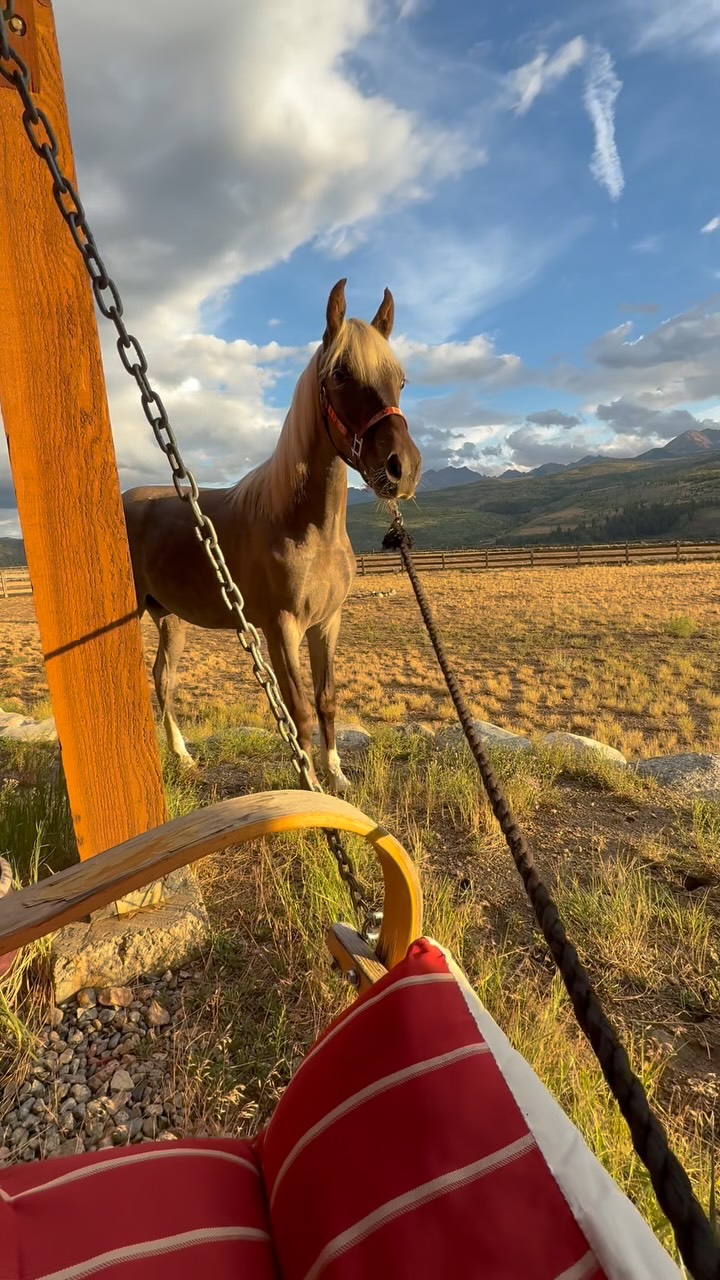 Making friends with himself 💕
.
#ChampieChamp #Reflections #rockymountainhorse #ChampTheHorse