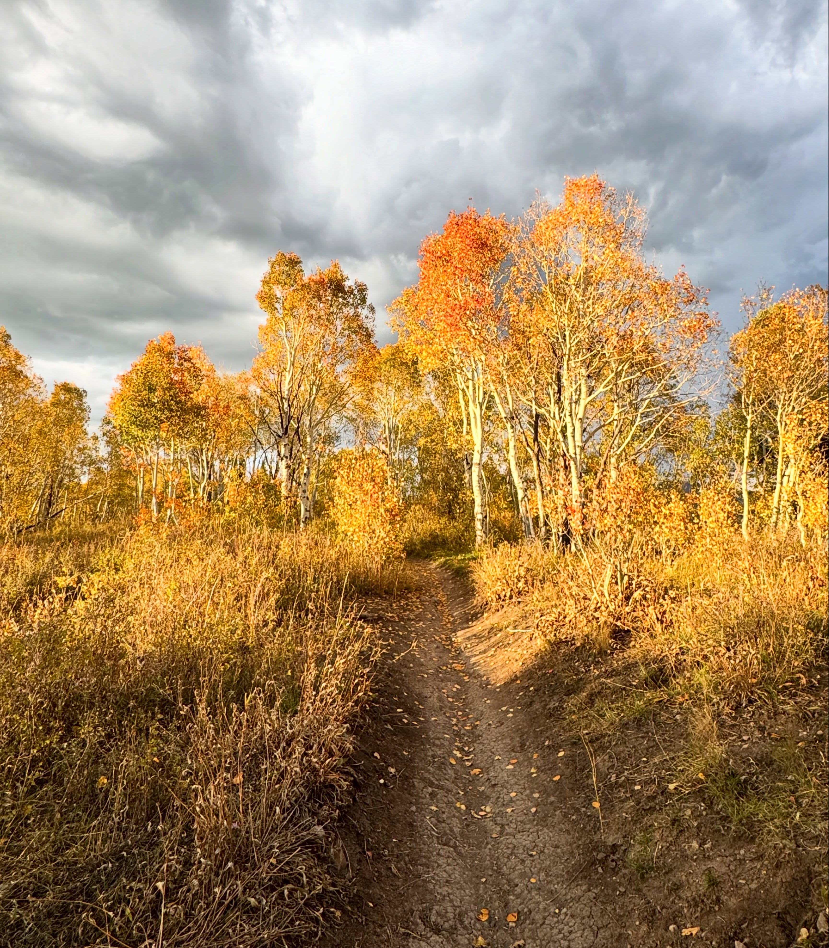 #getoutside #findyourhaven #mtb #mountainbike #fall