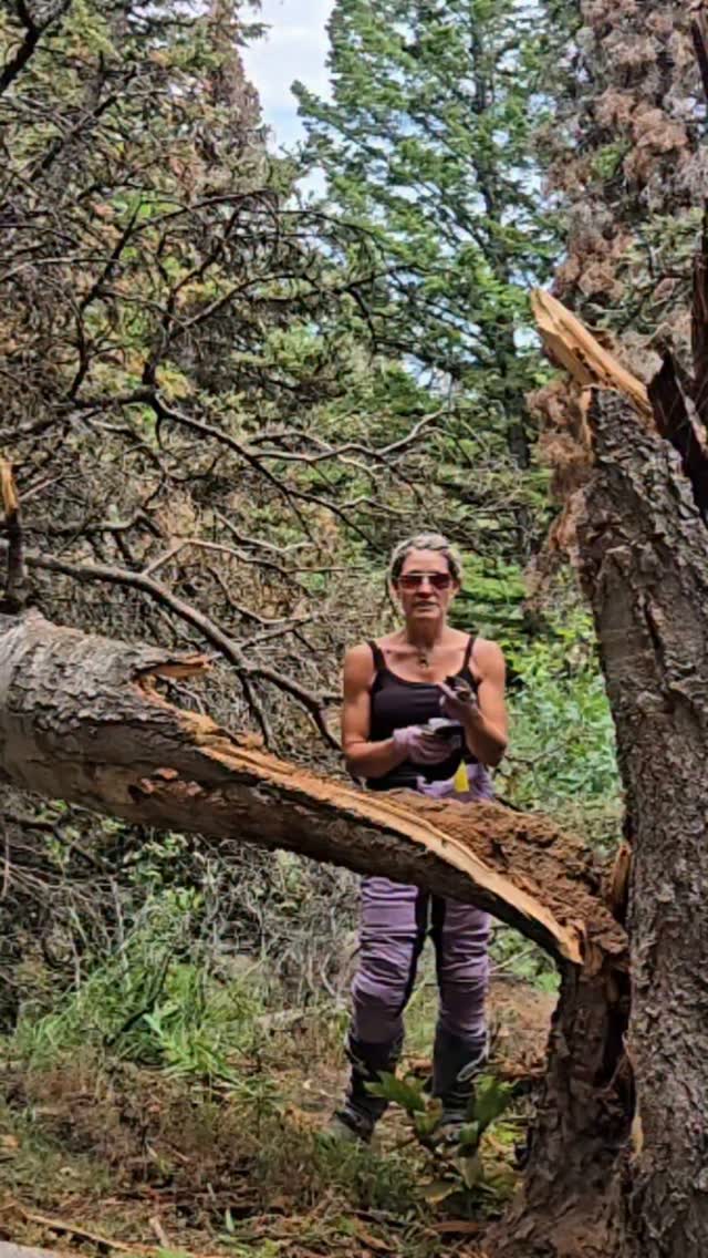 This little saw is handy for both summer and winter, it works great on small trees and limbs! #journeyfarther