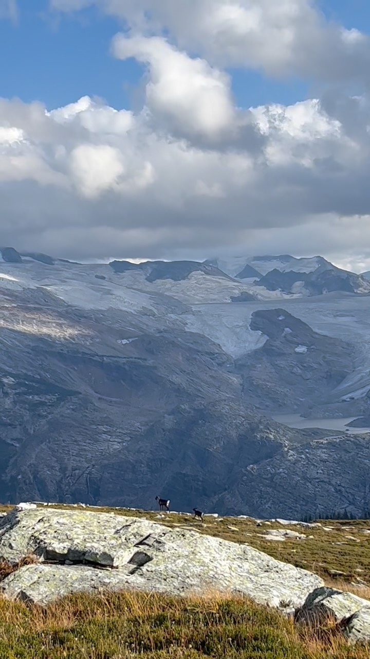 Caribou cow and calf walk past camp at 50yards during a mountain goat hunt

.
#nature#mountains#explorer