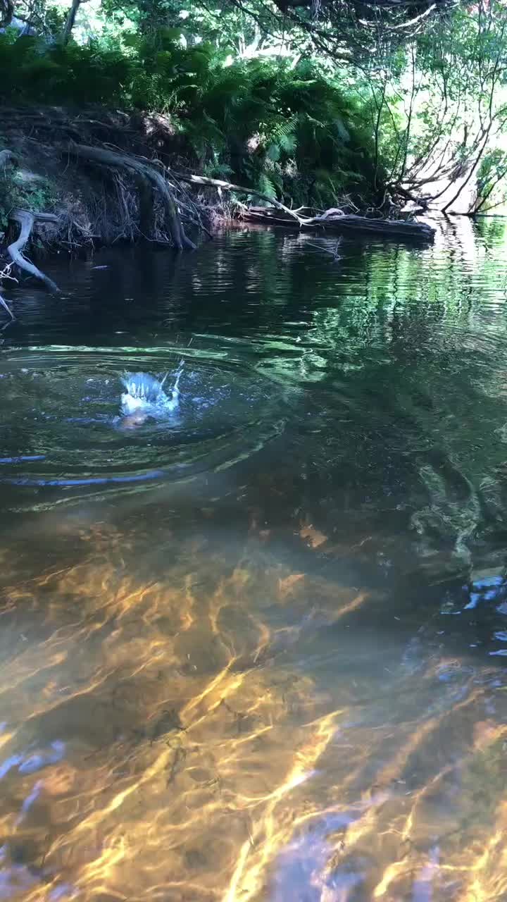 #flyfishing #brooktrout 