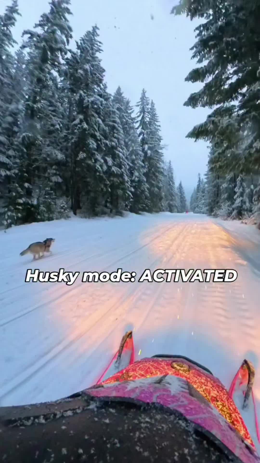 Built for winter. Born for the snow.  They are loving this storm just as much as us! ❄️ #HuskyLife #SnowDogs #SledLife #HuskyMode #Snowmobile @DogsOf TikTok 