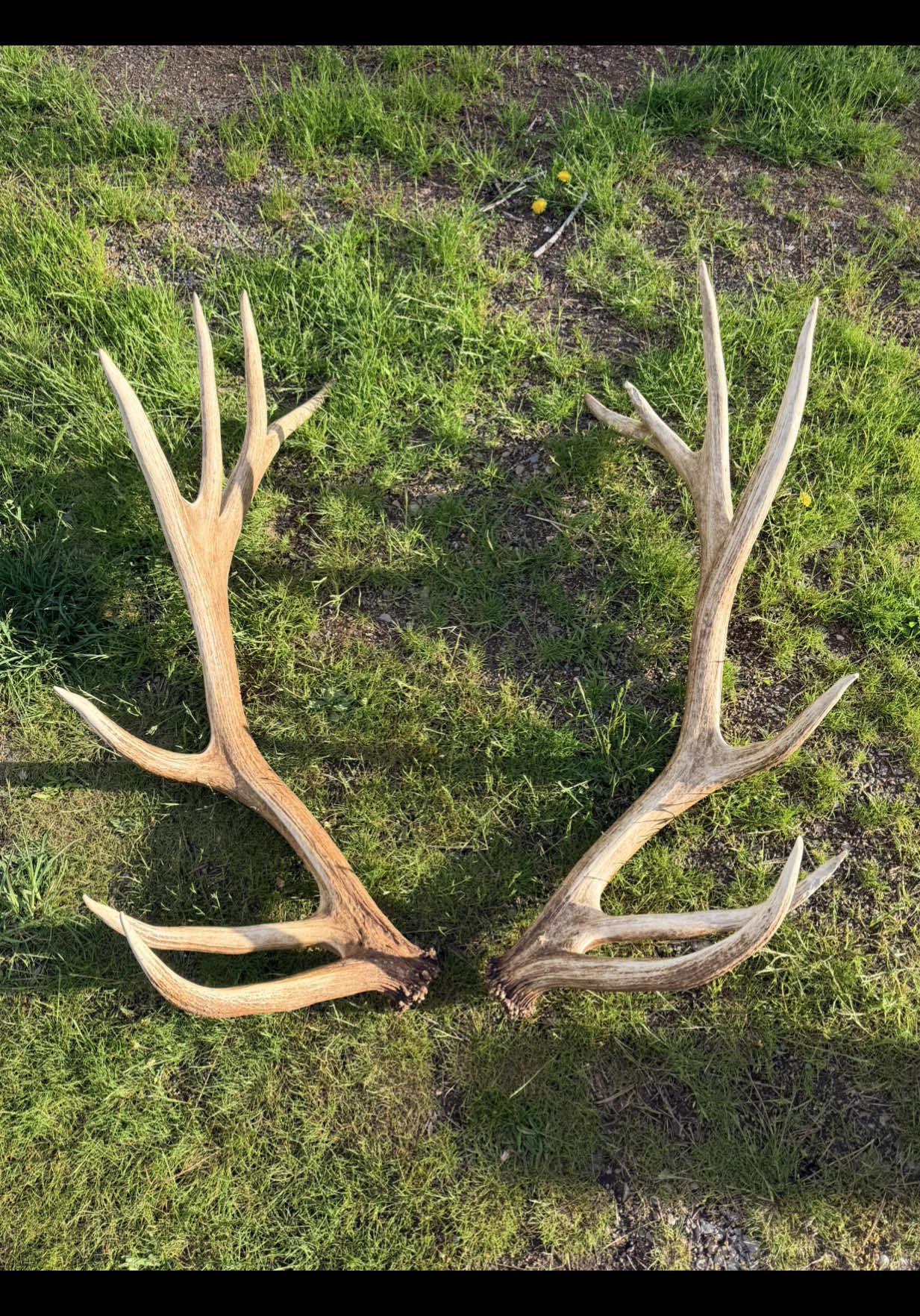 After three years, finally got to hold both sides of this North IDAHO Bull #elk #shedhunting 