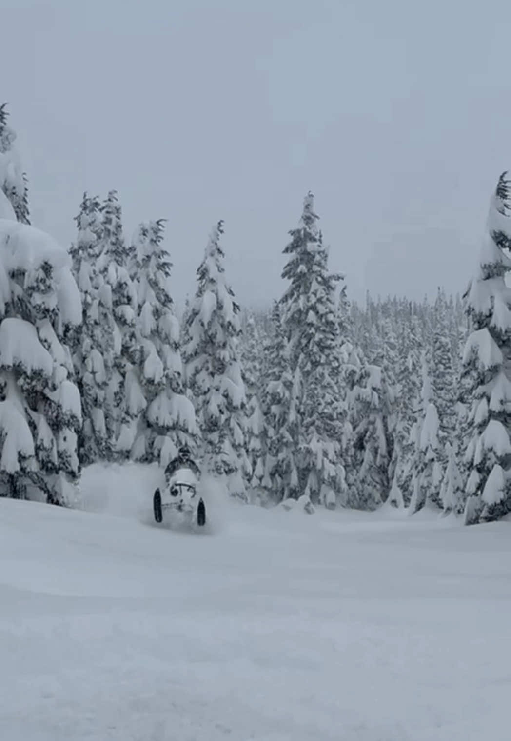 A powder dancer thrives in its natural habitat #skidoo #revelstoke #fyp #explore