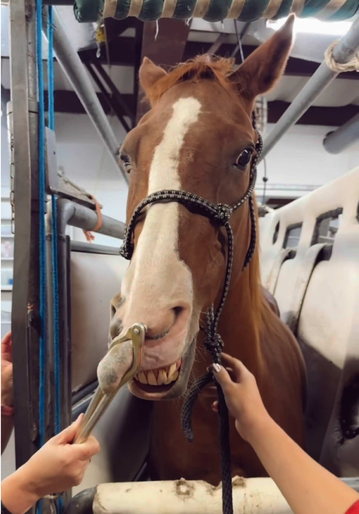 🐴🚑 #horses #vet #diml #ulcer 