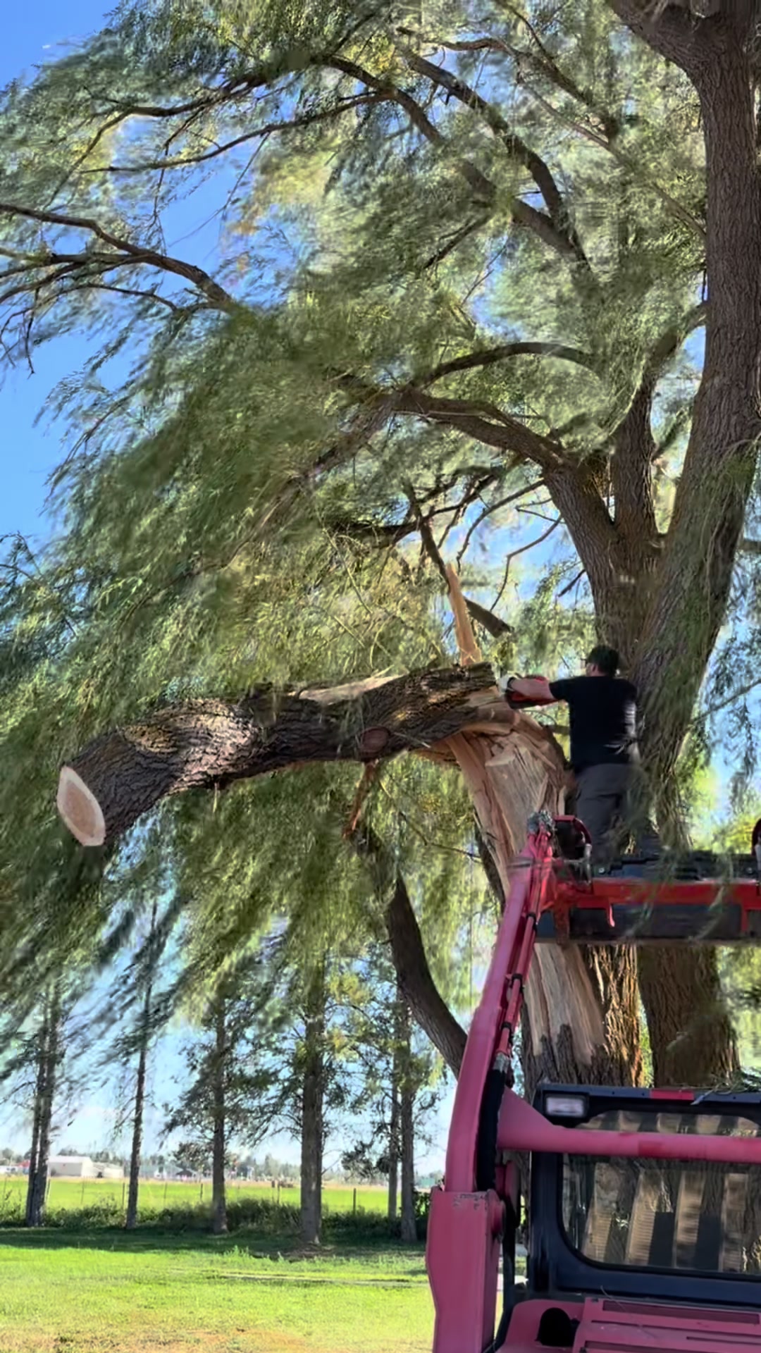 Our Willow tree got struck by lightning and fell on the shop! A lot more trees to fall on the property before winter!! @Husqvarna USA @STIHL USA  #idahome #homeimprovement #ourhome #justanotherthing #hardwork 