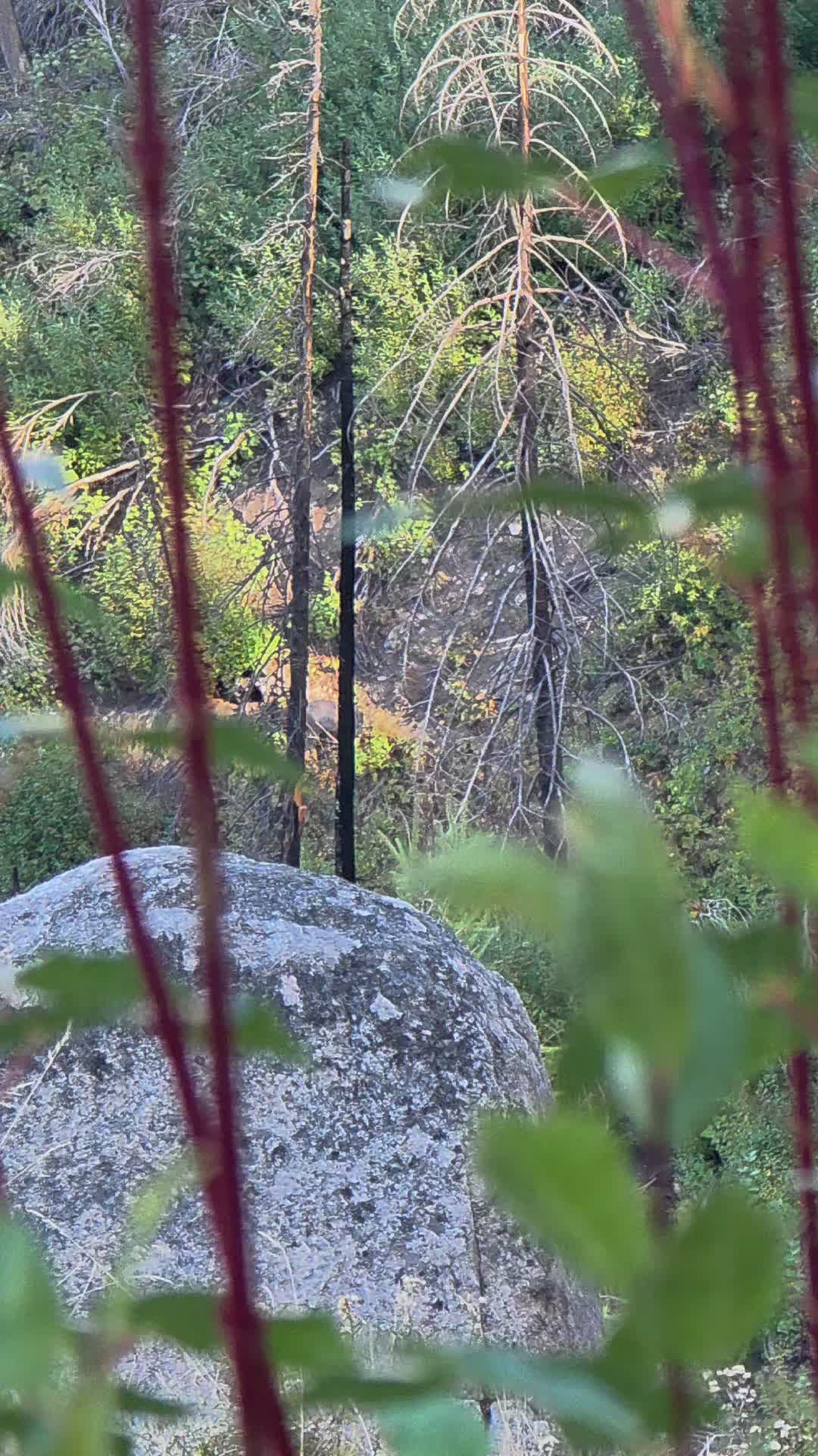 time to get a stalk in #muledeer  #idaho #archery