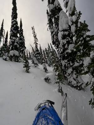 Early season trees in seeley lake 🤌🏽 @Freshies Built  @MONTANA GROUNDS PRO  @Tempest Optics  @Gull Boats & RV  @SCS Unlimited  @Dura Deck  @carbonpursuit  #creatorsearchinsights #mountainvacation #brpdealerambassador 