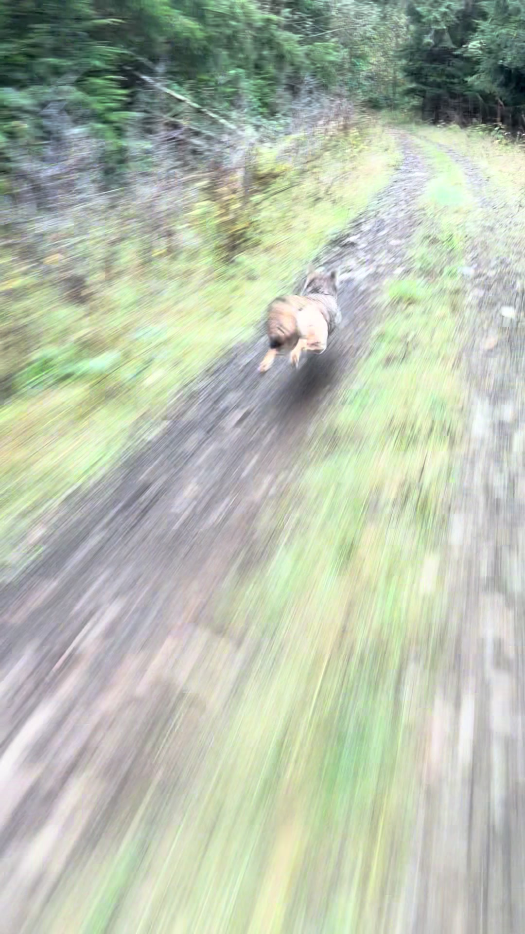 Little guy was like hey follow me this trail is sick🤣 #te300 #dirtbike #husqvarna #fyp #cyote 