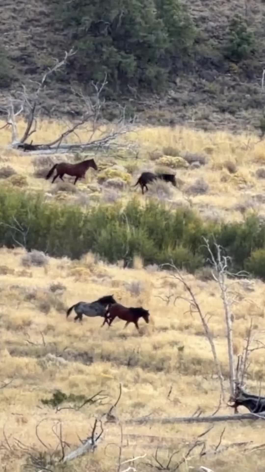 Wild horses do not like hunters nearby!  The gunshots set them off and they ran for 2 miles. #horses #nevada #nature #wildlife #running 