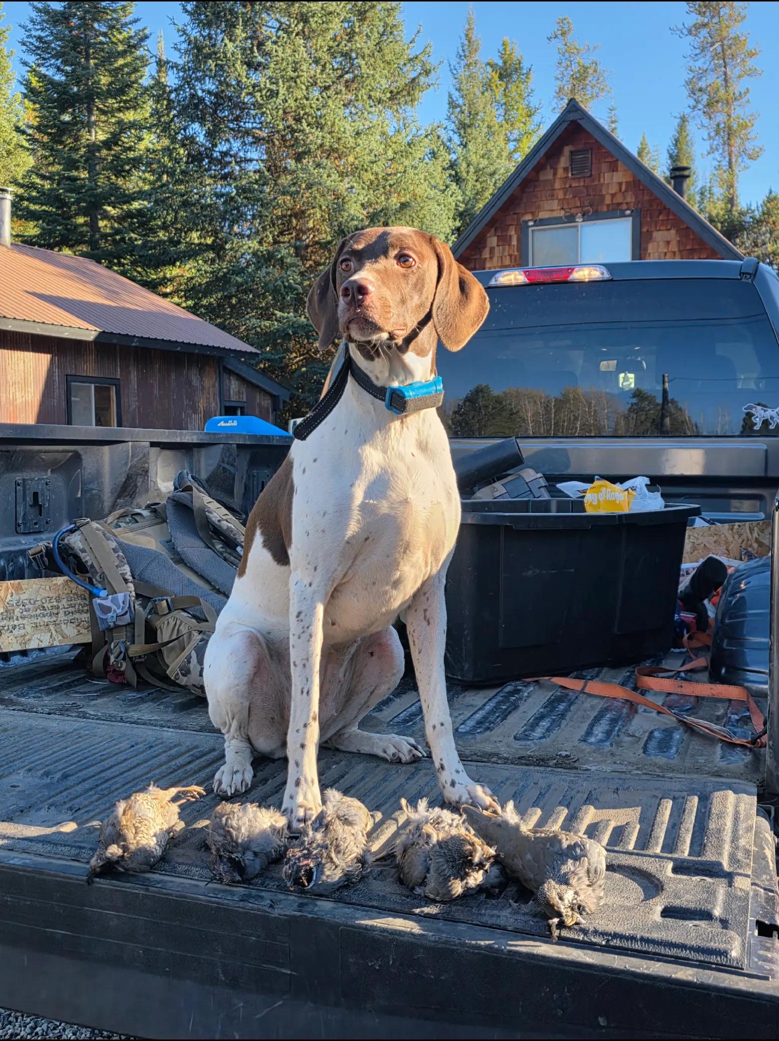 dang sage did amazingbon her first hunt of the year. excited to see how she develops over this season #BIRDDOG #pointingdog #gsp #idahohome #fyp 