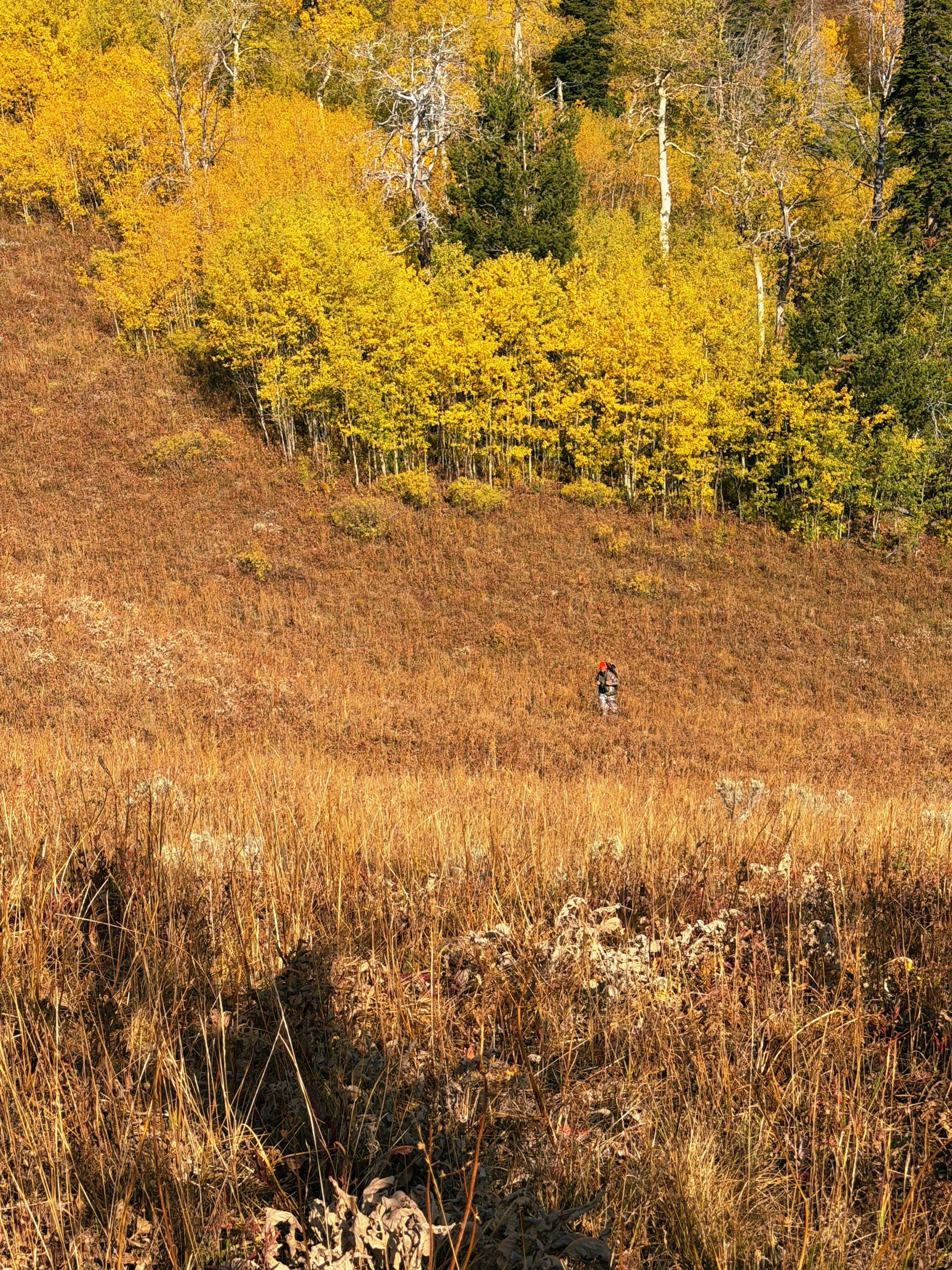 Orange hat, day 4. The hat may be hard to see, but it’s out there.  This was an exceptional day. @22r_blair brought me a little deeper in to the hills. He took a higher path as I followed a herd of 11 or so bucks. Apparently at a mere 250yds away I struggled to count to 4(points)and failed to pull the trigger on one of the shooters in that herd. Shortly after that they were chased away by a pack of #wolves . Next We attempted to hike up to the 10,000ft summit. At about 95-9600ft I made the decision to stop. My right leg is still not 100% stable after brain surgery, so I was worried about the descent back to camp.  The last photo is 1 of 3 #grizzlies he found one draw north of us.  An incredible trip for sure, and I’m glad I really pushed myself on this one. #hunting #deerhunting #bear 