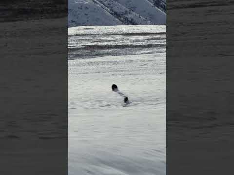 Grizzly bears while snowbiking!