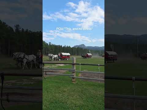 #camping #horseriding